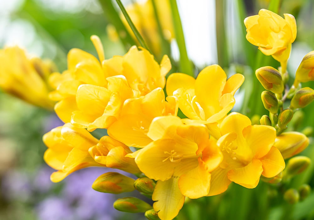 Bright yellow flowers bloom amidst green leaves in a garden, their delicate petals and budding stems basking under sunlight.