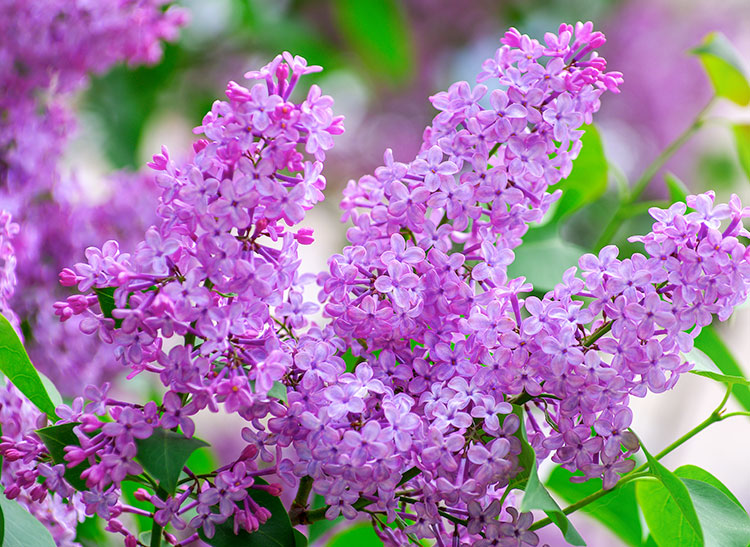 Bright purple lilac flowers blooming on branches, surrounded by lush green leaves in a garden setting.