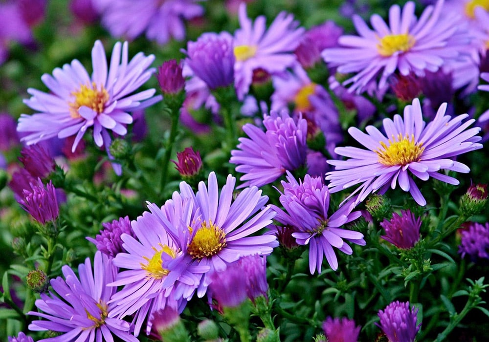 Photograph of purple Asters