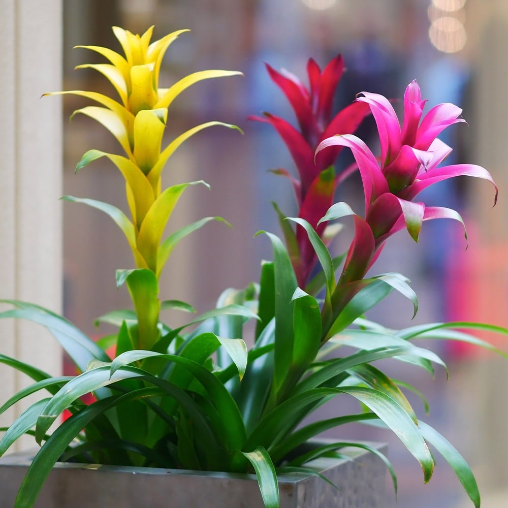 A trio of red and gold potted bromeliads