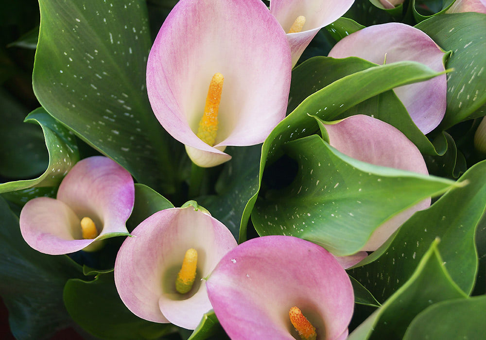 Photograph of zantedeschia 'pink melody' Calla Lilys