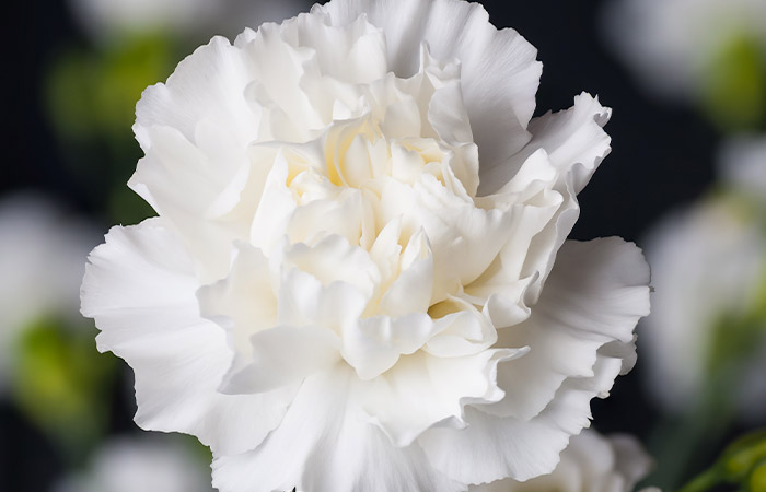 A white carnation in full bloom stands against a dark background, with blurred flowers in the distance.