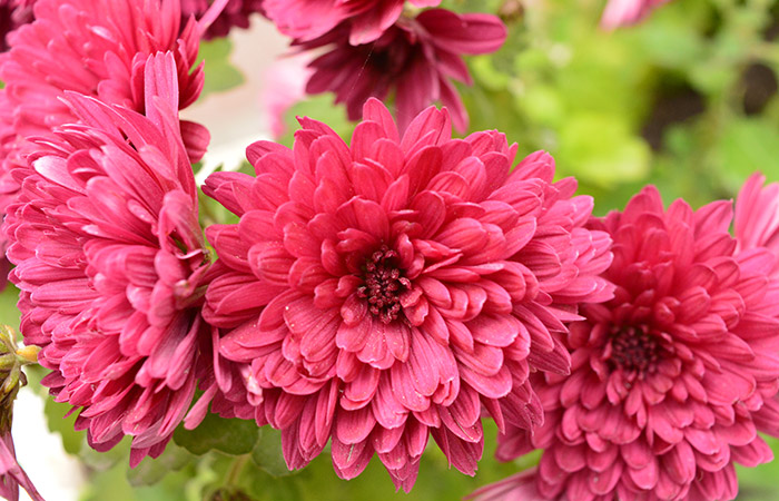 Photograph of a cushion chrysanthemum