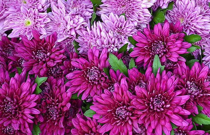 Photograph of a standard chrysanthemum