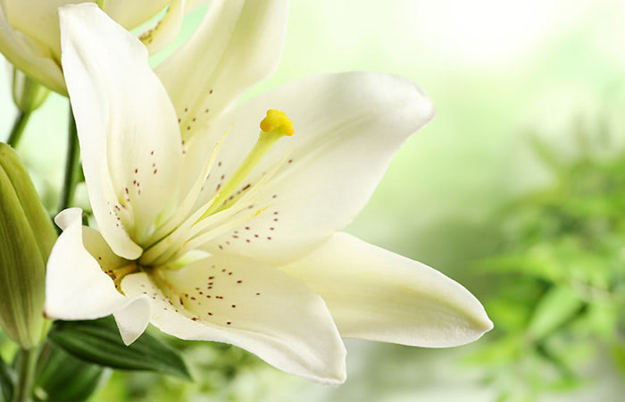 A single easter lily blossom, still firmly planted in the soil