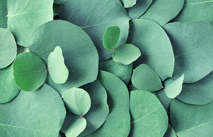 A stack of trimmed, blue-ish green eucalyptus leaves