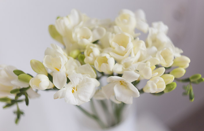 Photograph of a freesia