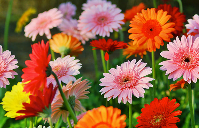 Photograph of a gerbera daisy