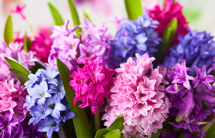 Photograph of a hyacinth