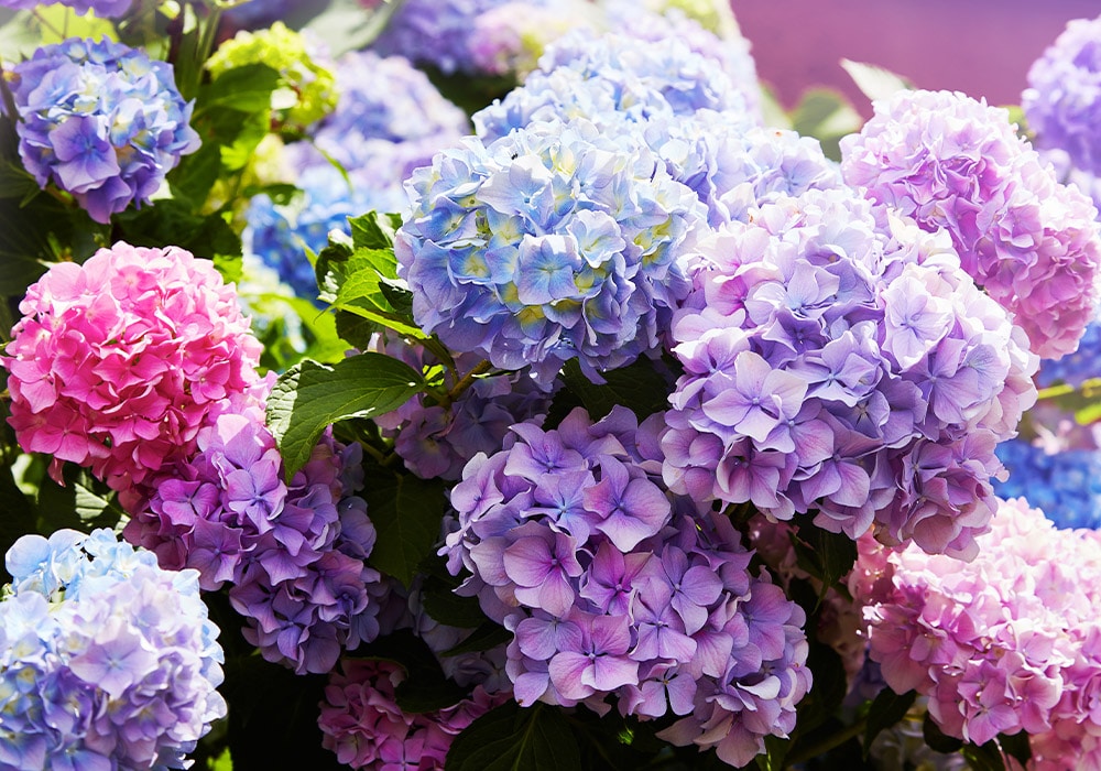 A gorgeous array of wild pink, purple and blue hydrangea flowers