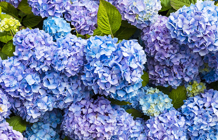 Photograph of a hydrangea