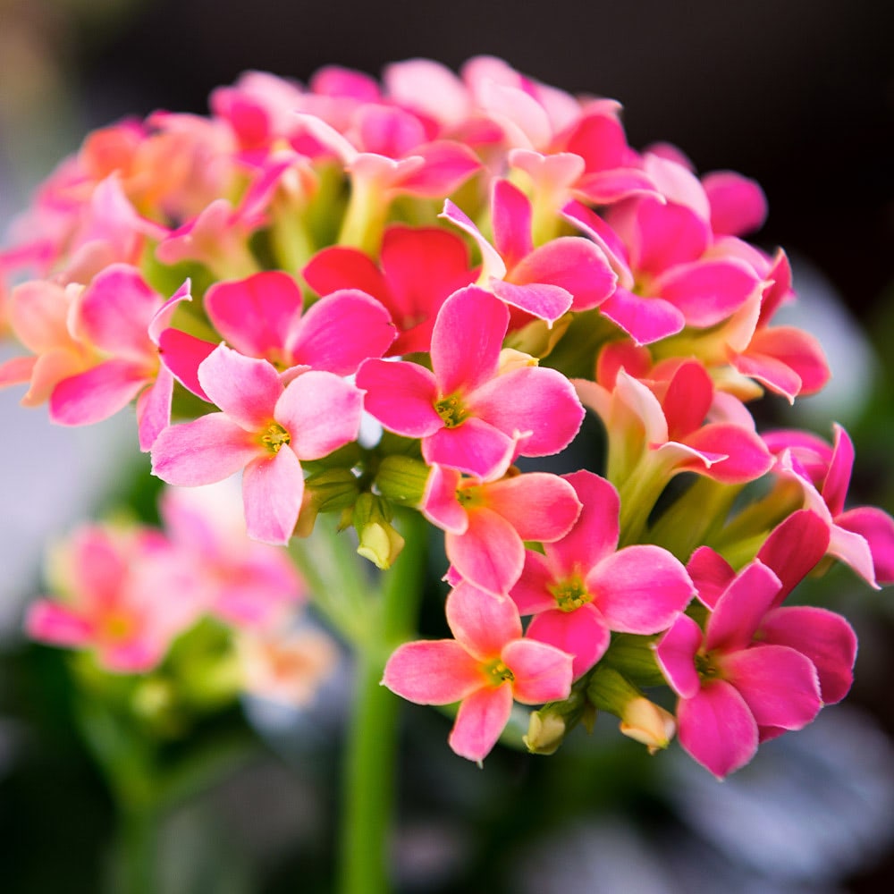 A lovely cluster of bright pink kalanchoe