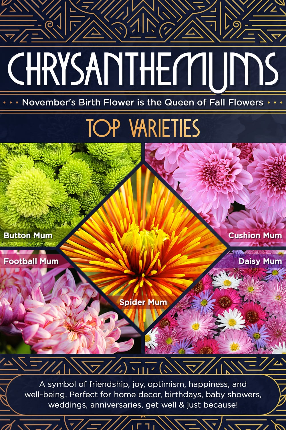 Chrysanthemums are illustrated with five varieties (Button Mum, Cushion Mum, Football Mum, Spider Mum, Daisy Mum). Caption reads, "November's Birth Flower is the Queen of Fall Flowers." Text: "A symbol of friendship, joy, optimism, happiness, and well-being."