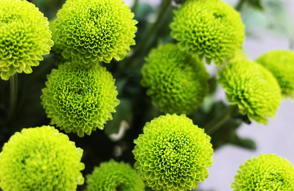 Bright green chrysanthemums bloom, set against a backdrop of blurred leaves and stems.