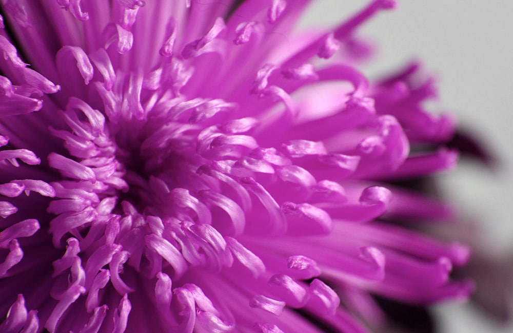 A close-up of a vibrant purple flower in full bloom, displaying intricate petals spiraling outward against a soft, blurred background.