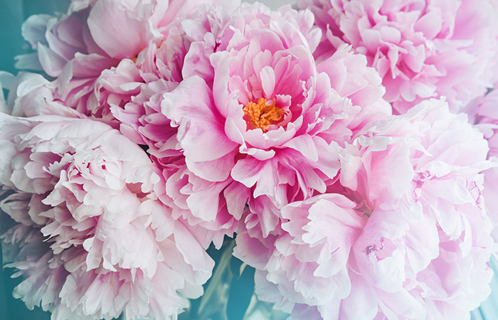 Photograph of a peony