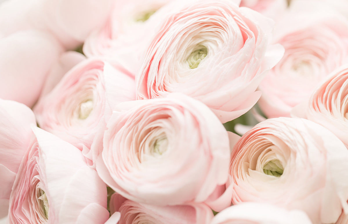 Soft pink ranunculus flowers in full bloom cluster together, displaying delicate layers of petals with a light green center, creating a dense and romantic floral scene.