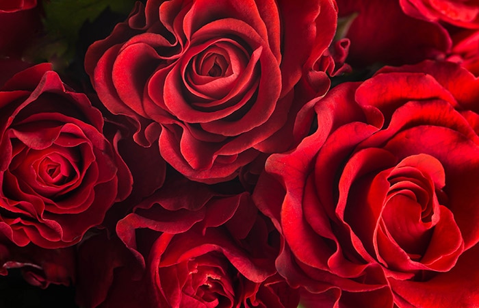 Red roses in full bloom, displaying their intricate petals in a close-up view. 