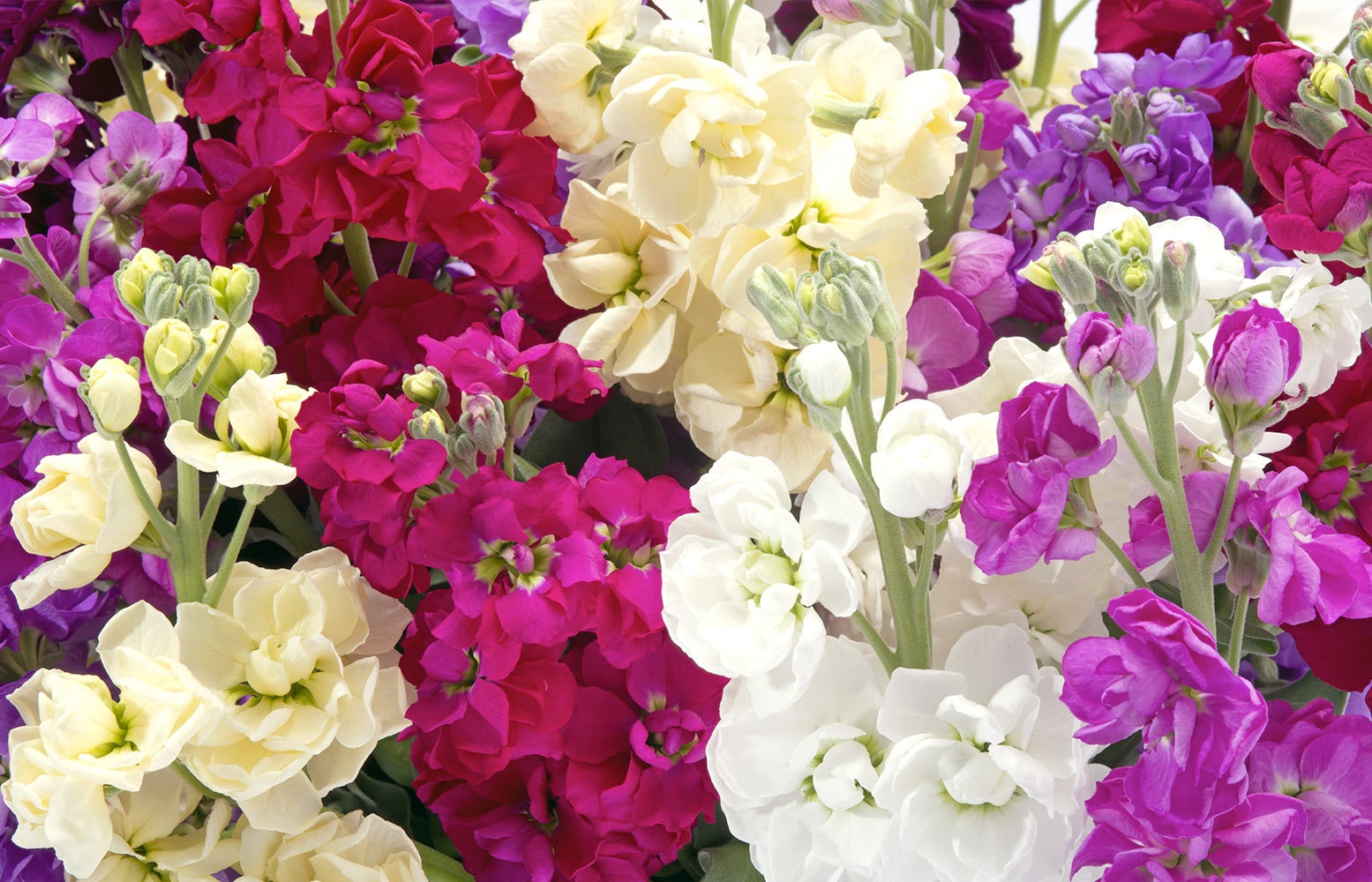 Colorful flowers blooming close together, displaying shades of red, purple, white, and cream. The backdrop consists of dense green foliage, creating a vibrant garden scene.