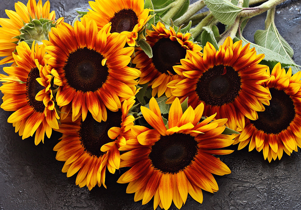 A handful of cut red sunflowers, laid upon a countertop, await their vase