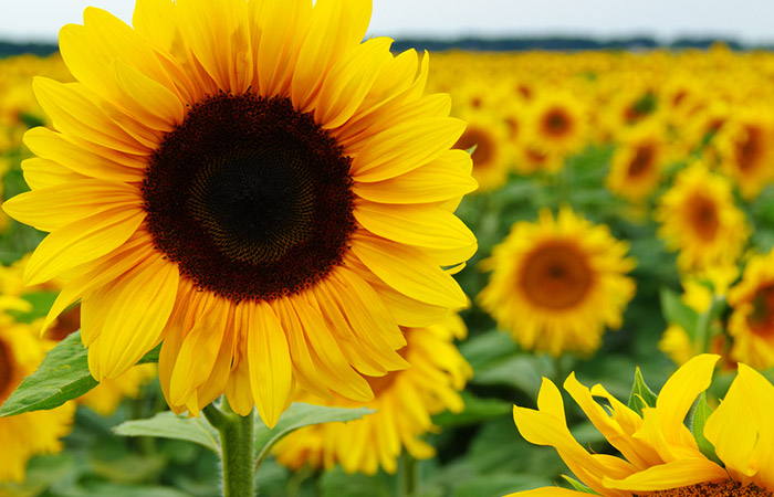 Photograph of a sunflower