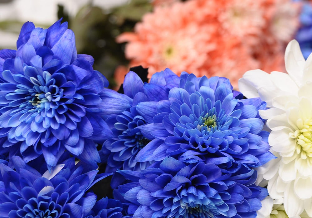 Vibrant blue flowers bloom prominently, surrounded by white and pale pink blooms in a lush floral arrangement, contrasting sharply with a blurred green and orange background.