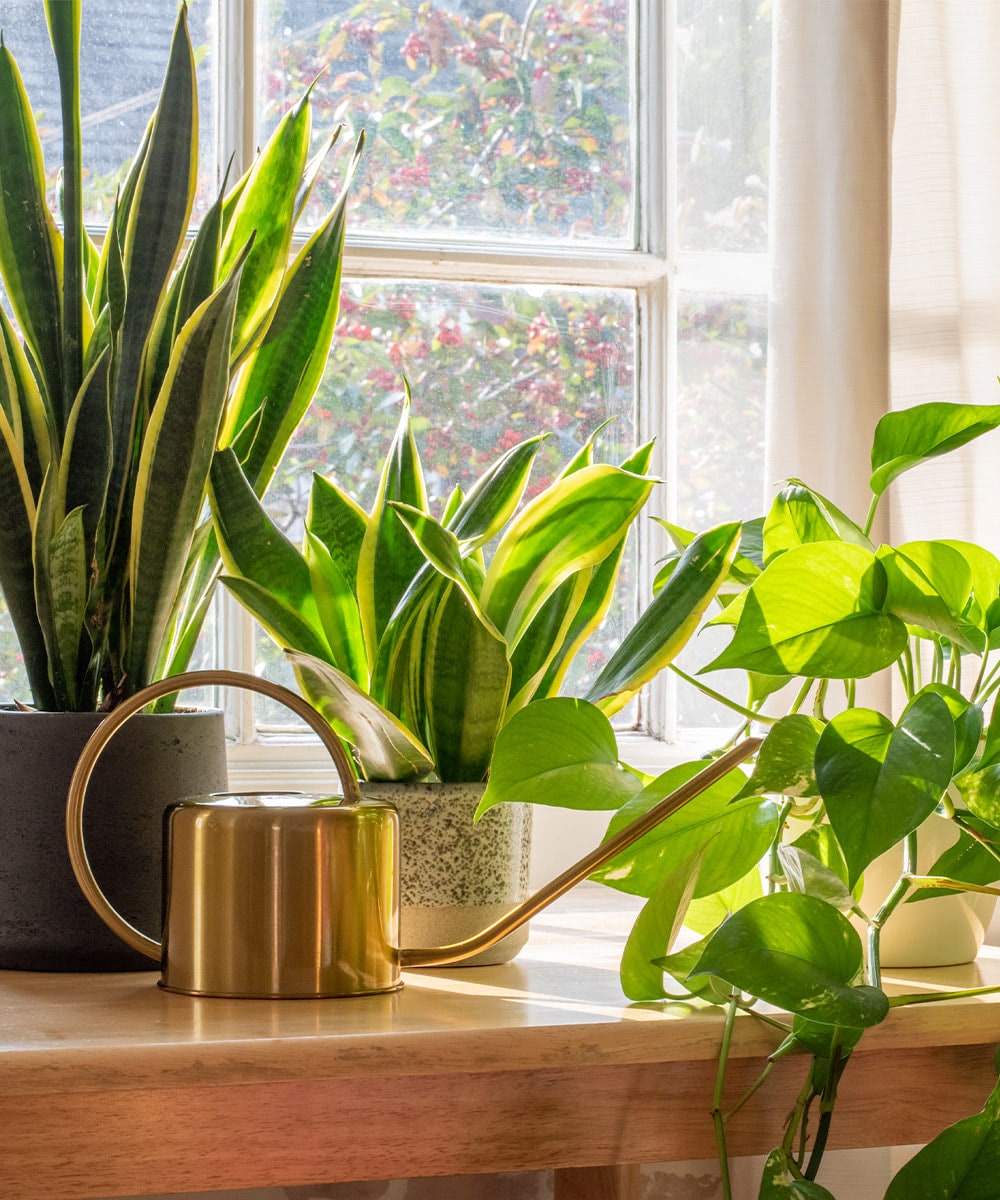 A gold watering can sits on a wooden table next to several potted green plants, with sunlight streaming through a window in the background.