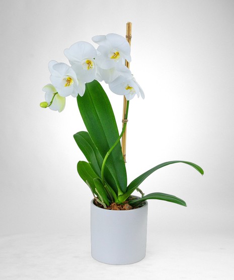 Phalenopsis Orchid Plant Single Stem