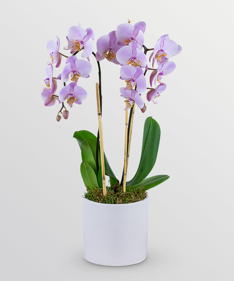 Phalenopsis Orchid Plant - Double Stem