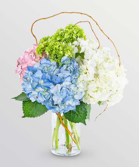 Sweet Hydrangea