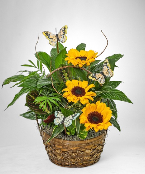 Dish Garden - With Sunflowers & Butterflies