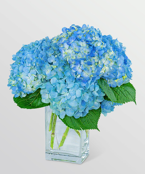 Hydrangeas in Blue