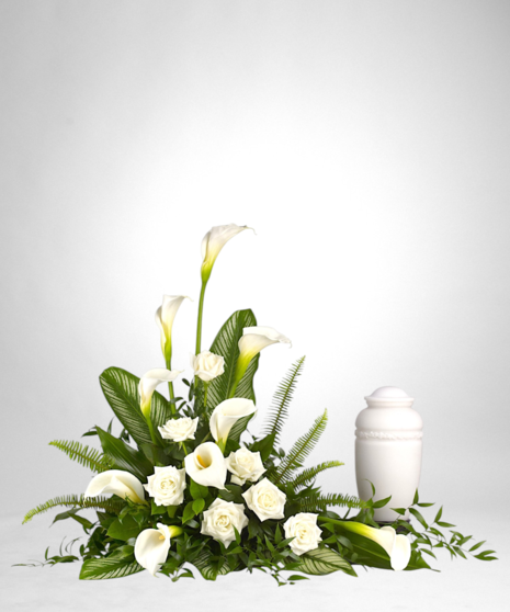 Stately Calla Lilies