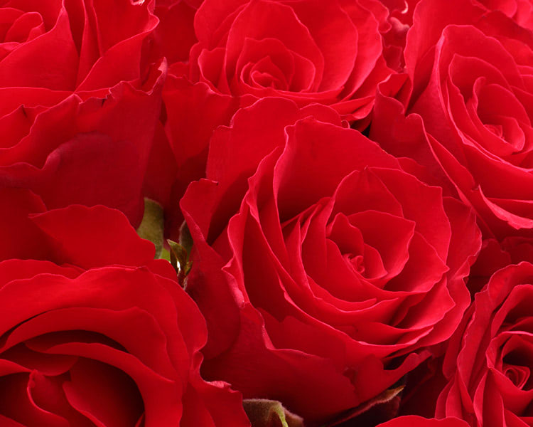 A closely-cropped view of deep red roses